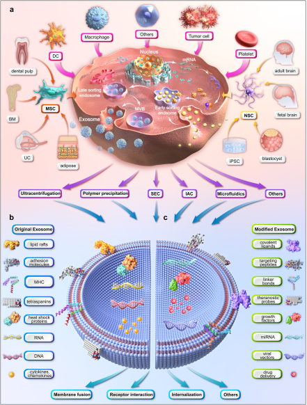 Figure 1. Illustration of the upstream measures of exosome therapy.(Tan F, et al.; 2024)