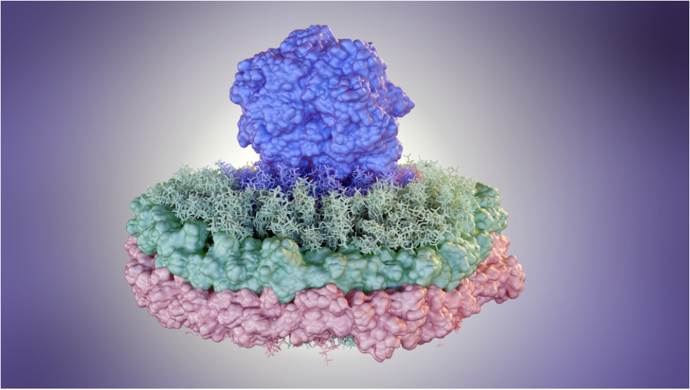 Lipid Nanodiscs