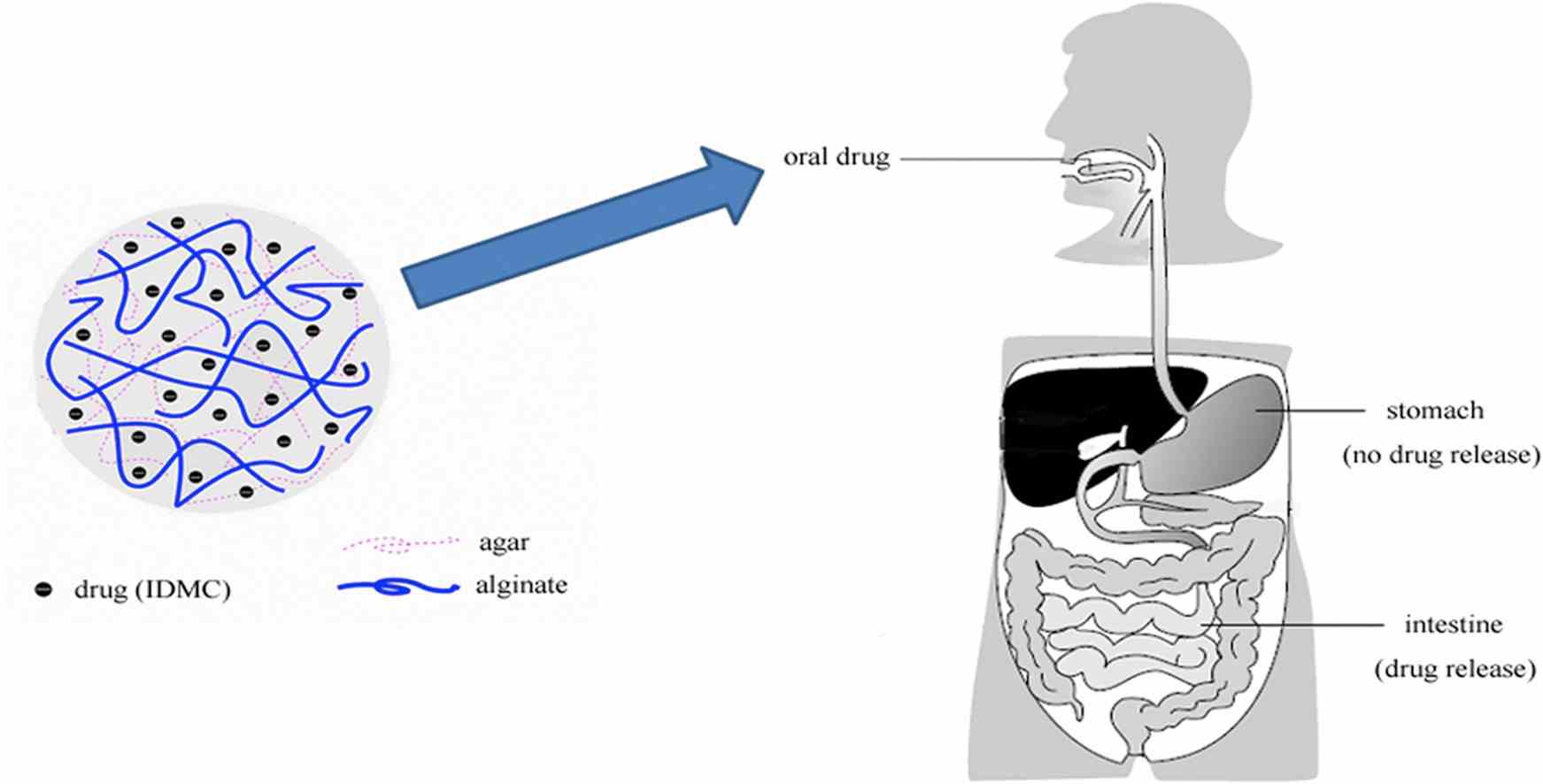 microbiologists guide to gelling agents: agar-agar,... Agar, LGS - CD Bioparticles