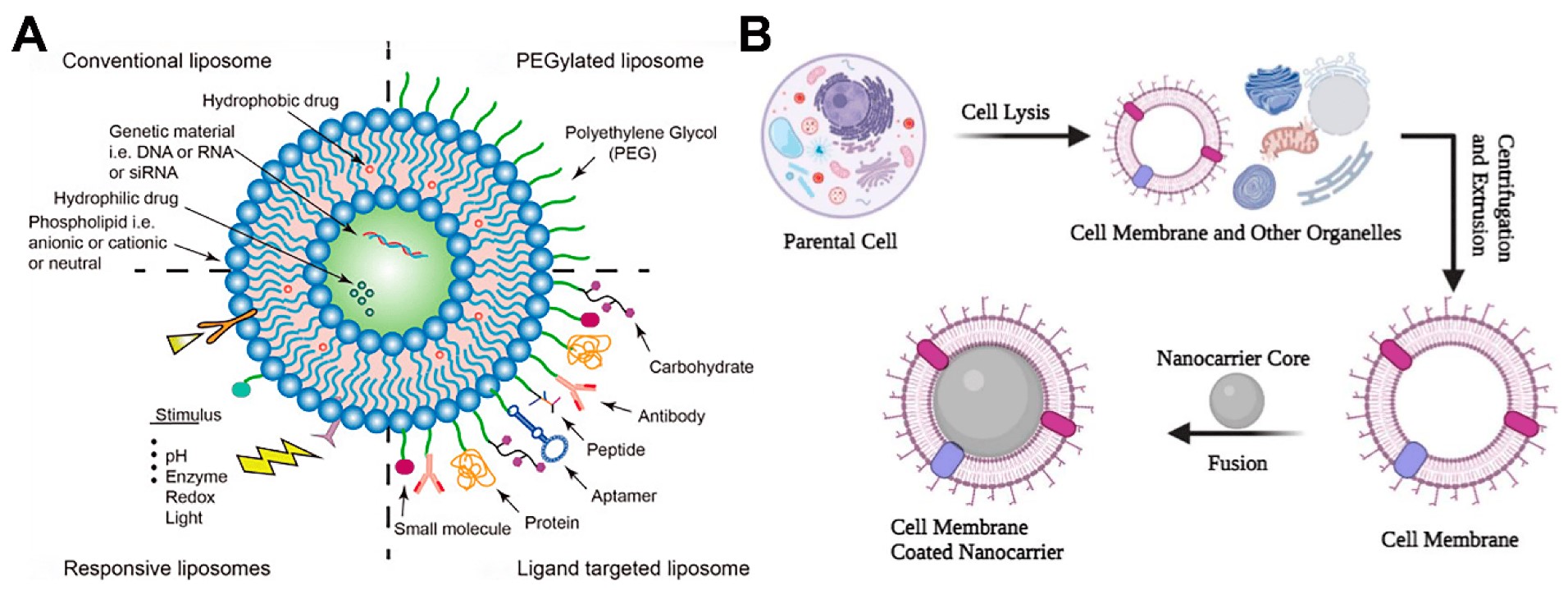 Characteristics of Targeted Liposomes