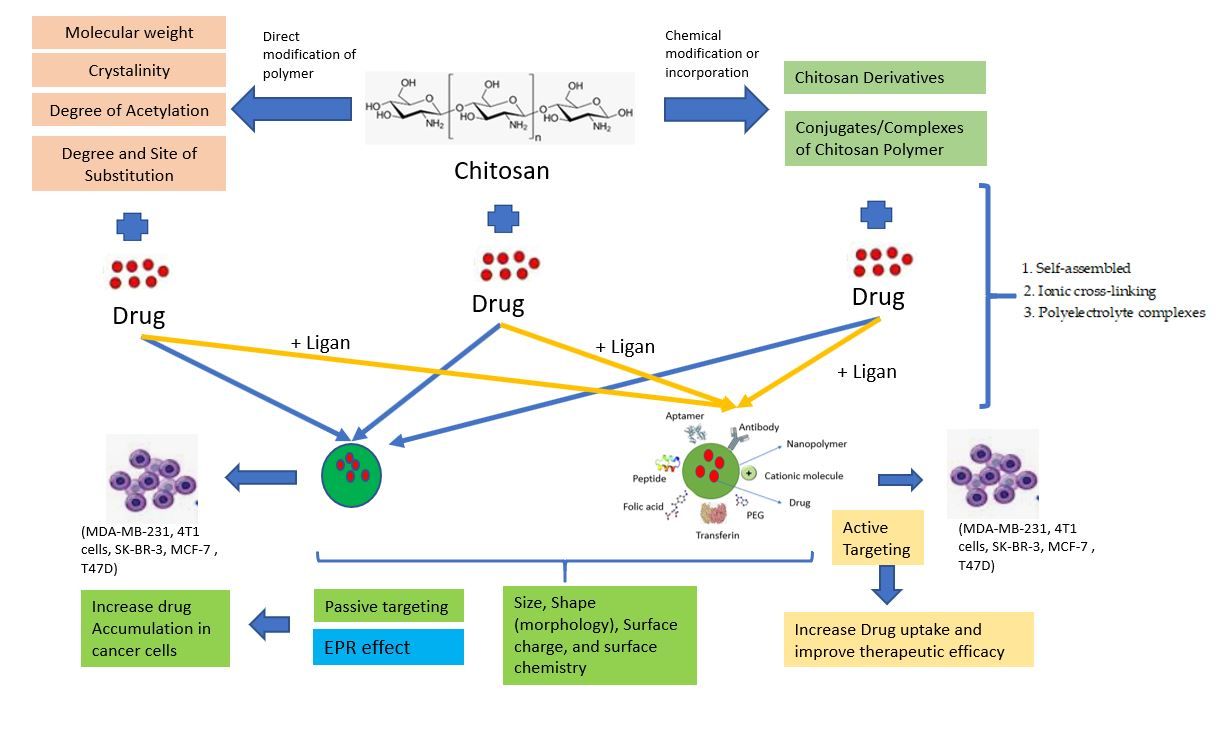 Chitosan Nanoparticles as Drug Delivery Systems in Cancer Treatment