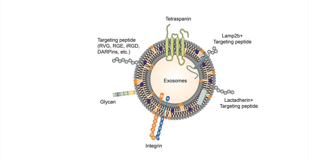 Targeted types of engineered exosomes.