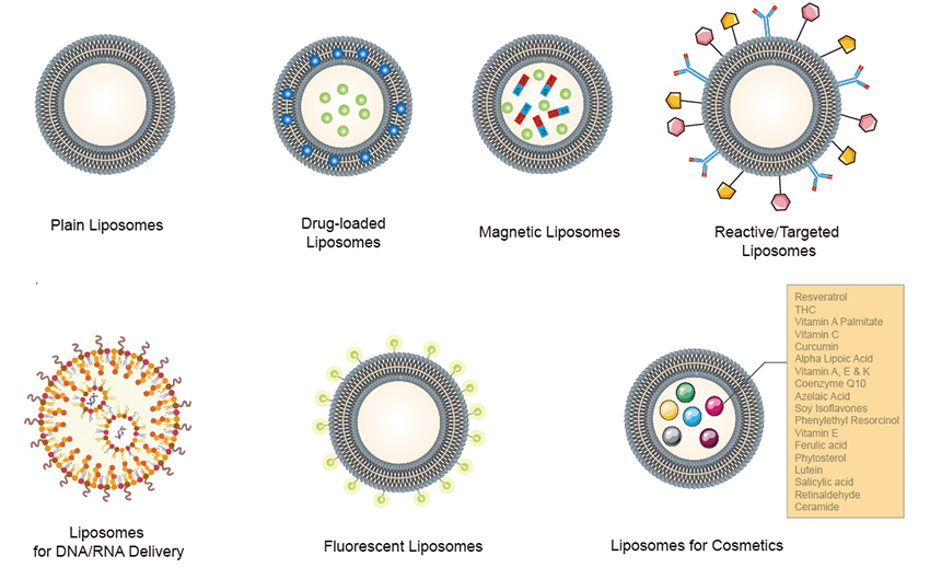 Schematic representation of the classification of different liposomes.