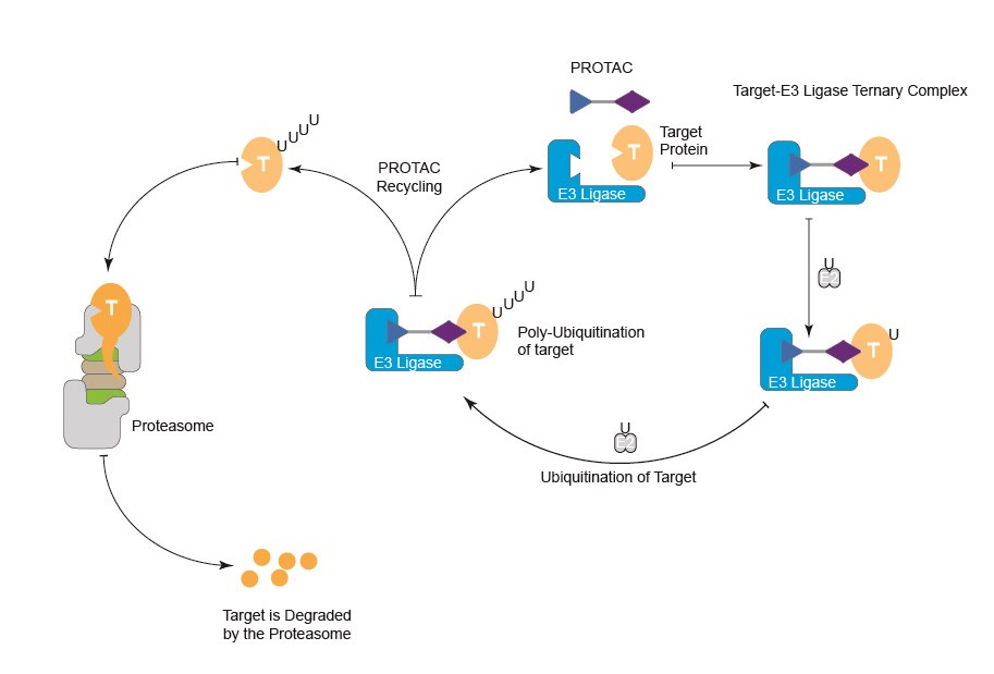 Functional mechanism of PROTACs.