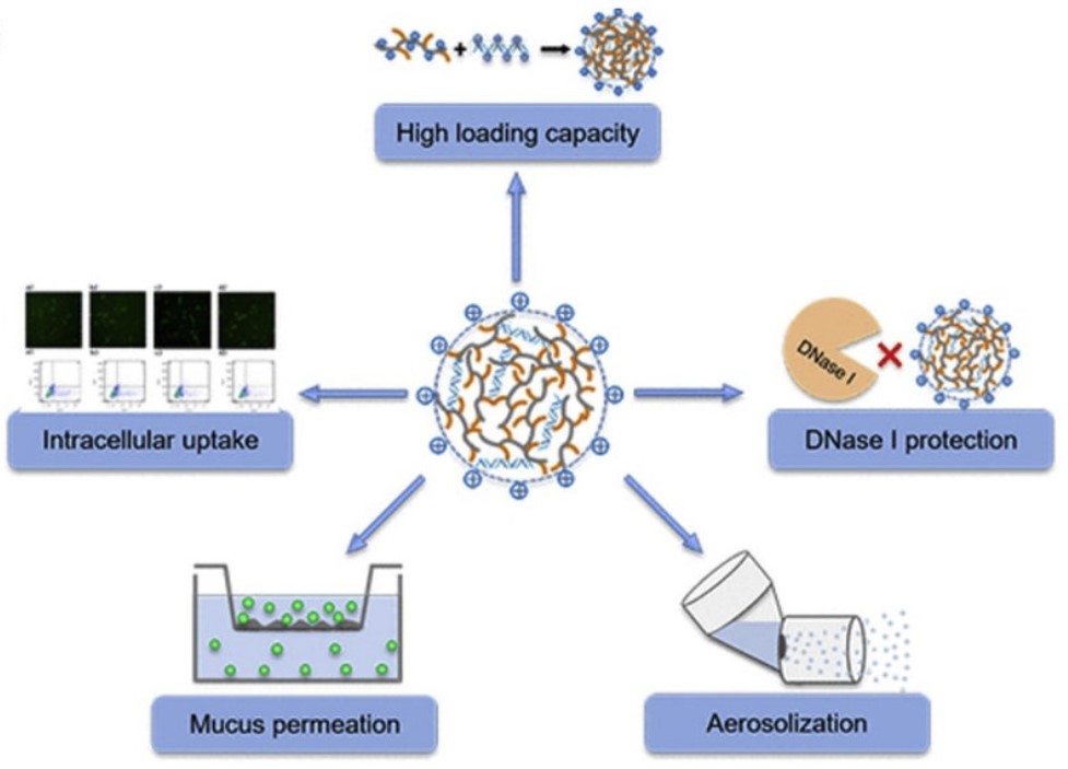 Research on the Application of PEGylated Chitosan