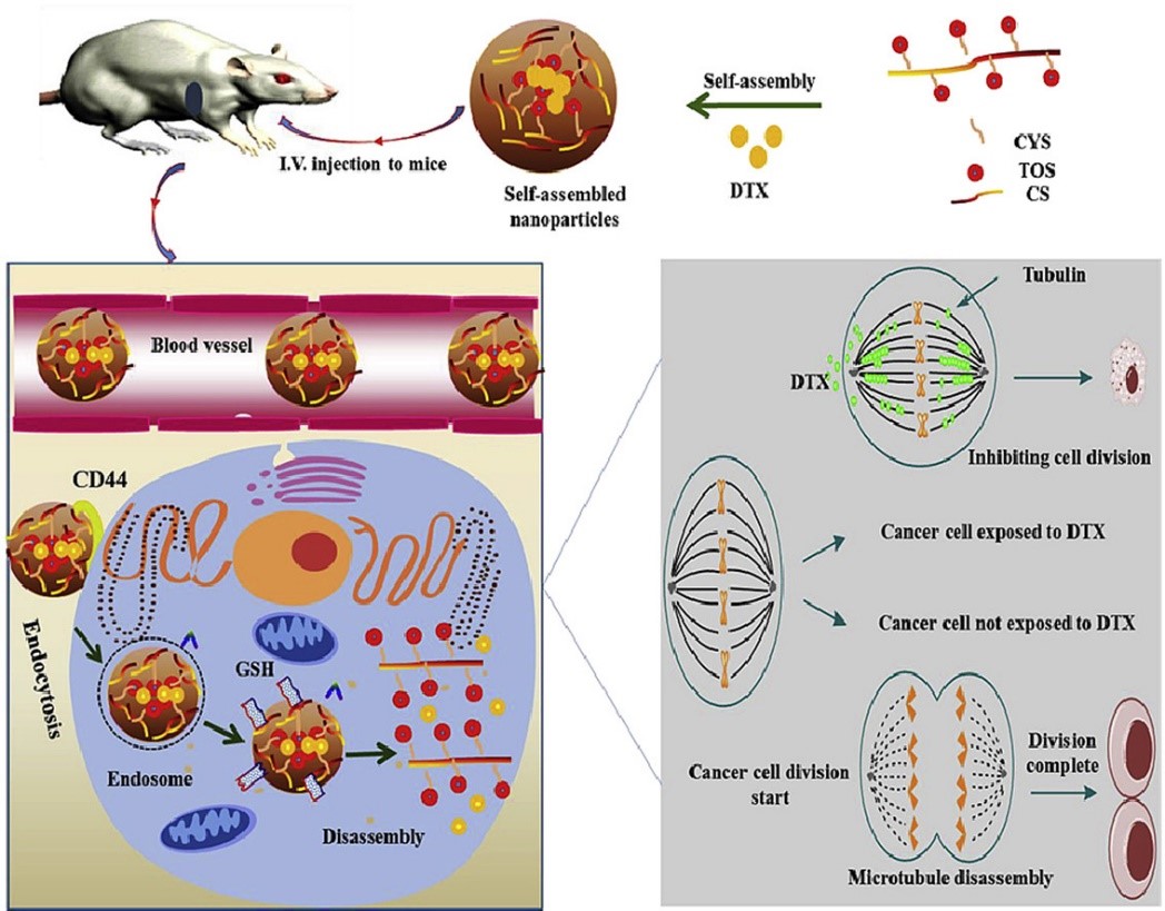 Study on the Nanoparticle Drug Delivery System Based on Chondroitin Sulfate