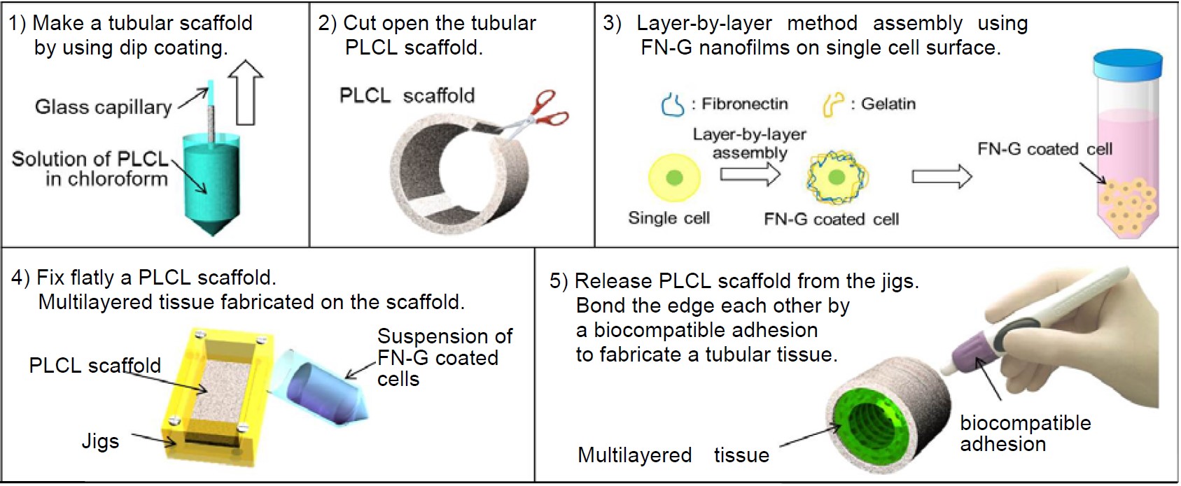 Study on the Vascularization and Osteogenesis of PLCL Electrospun Fibers