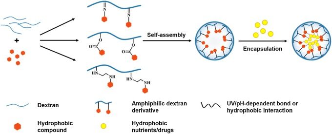The Role of Dextran Microparticles in Drug Delivery