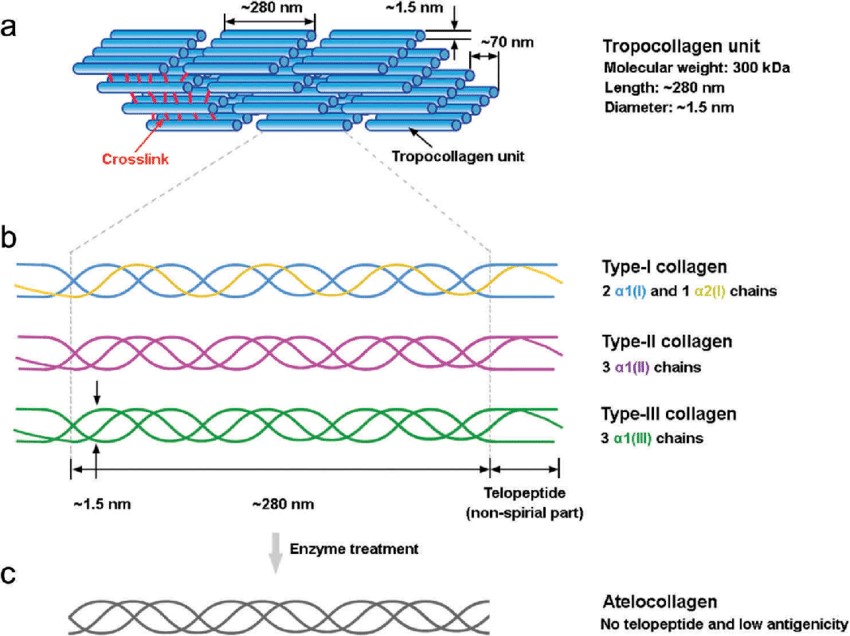 Type I Human Atelocollagen, Lyophilized - CD Bioparticles