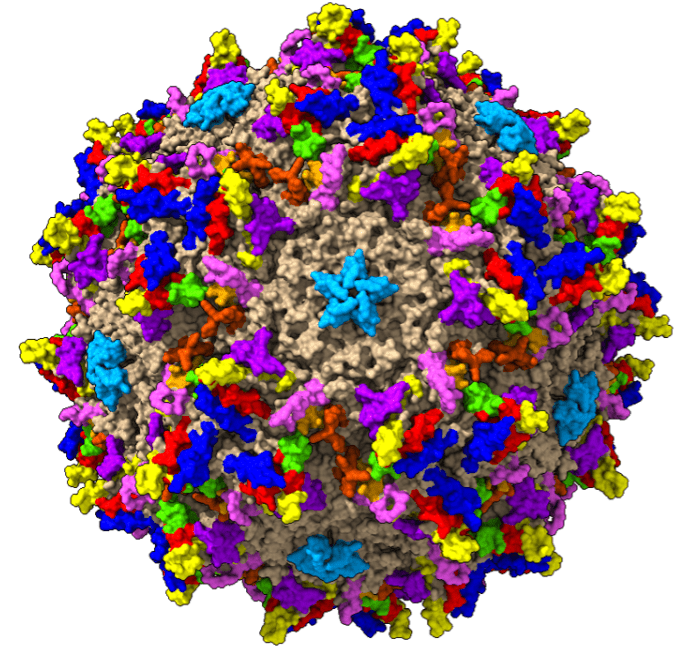 AAV2-Retro Reference - CD Bioparticles