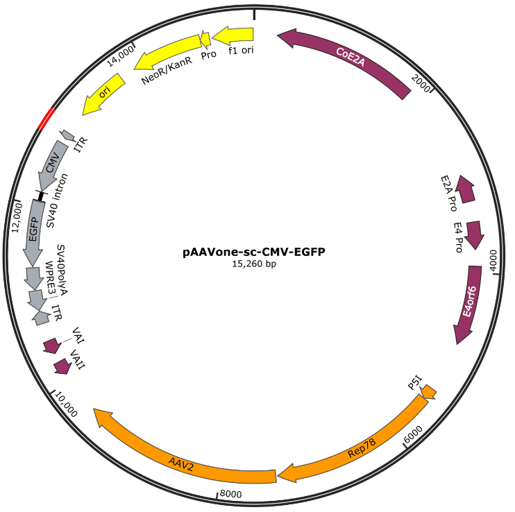 pAAVone-sc-AAV5-CMV-EGFP - CD Bioparticles