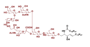 Fucosyl GM1