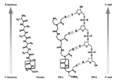 Pna Labels Customized No-labeled PNA - CD Bioparticles