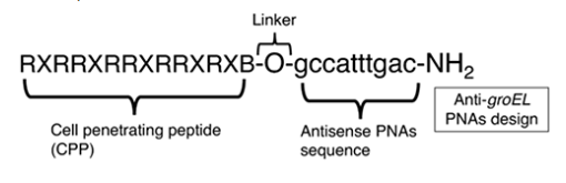 Pna Labels Customized Labeled PNA - CD Bioparticles