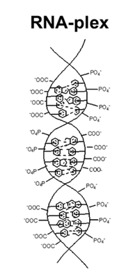 RNA-plex