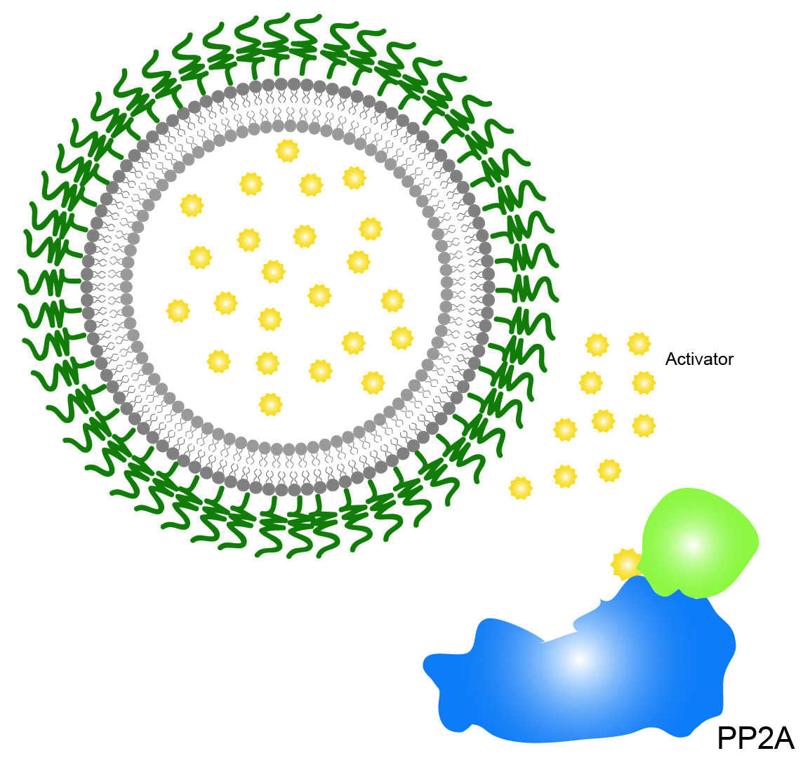 Clipos™ DT-061 (SMAP) Encapsulated Liposomes - CD Bioparticles