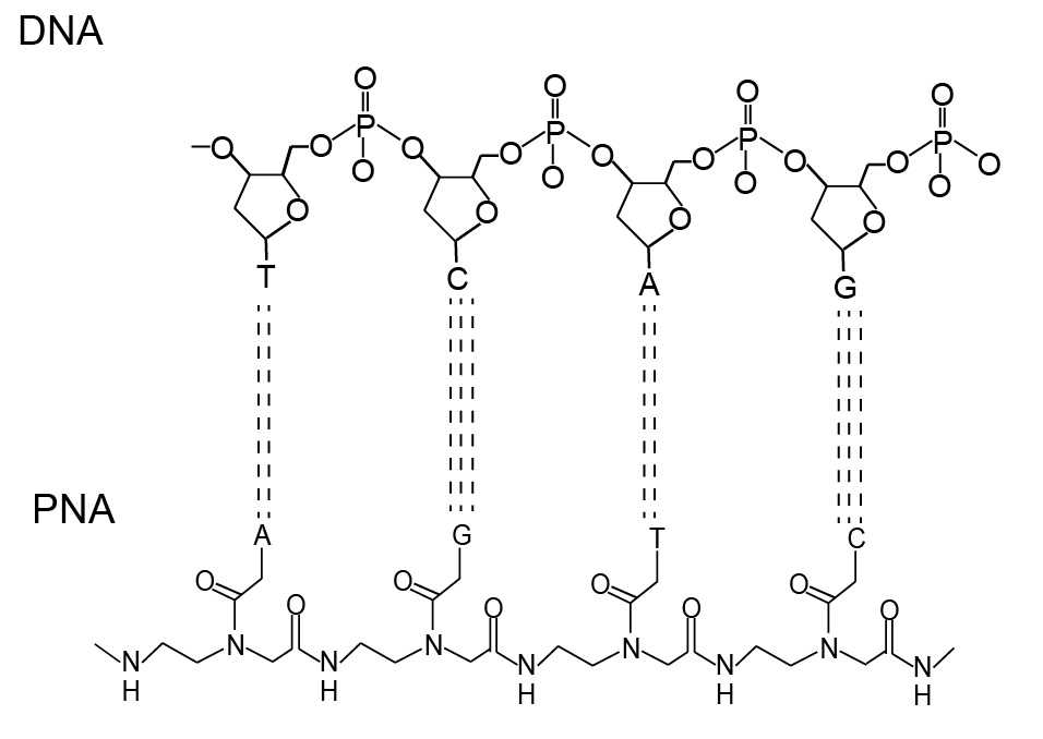 Peptide Nucleic Acids (PNAs) - CD Bioparticles