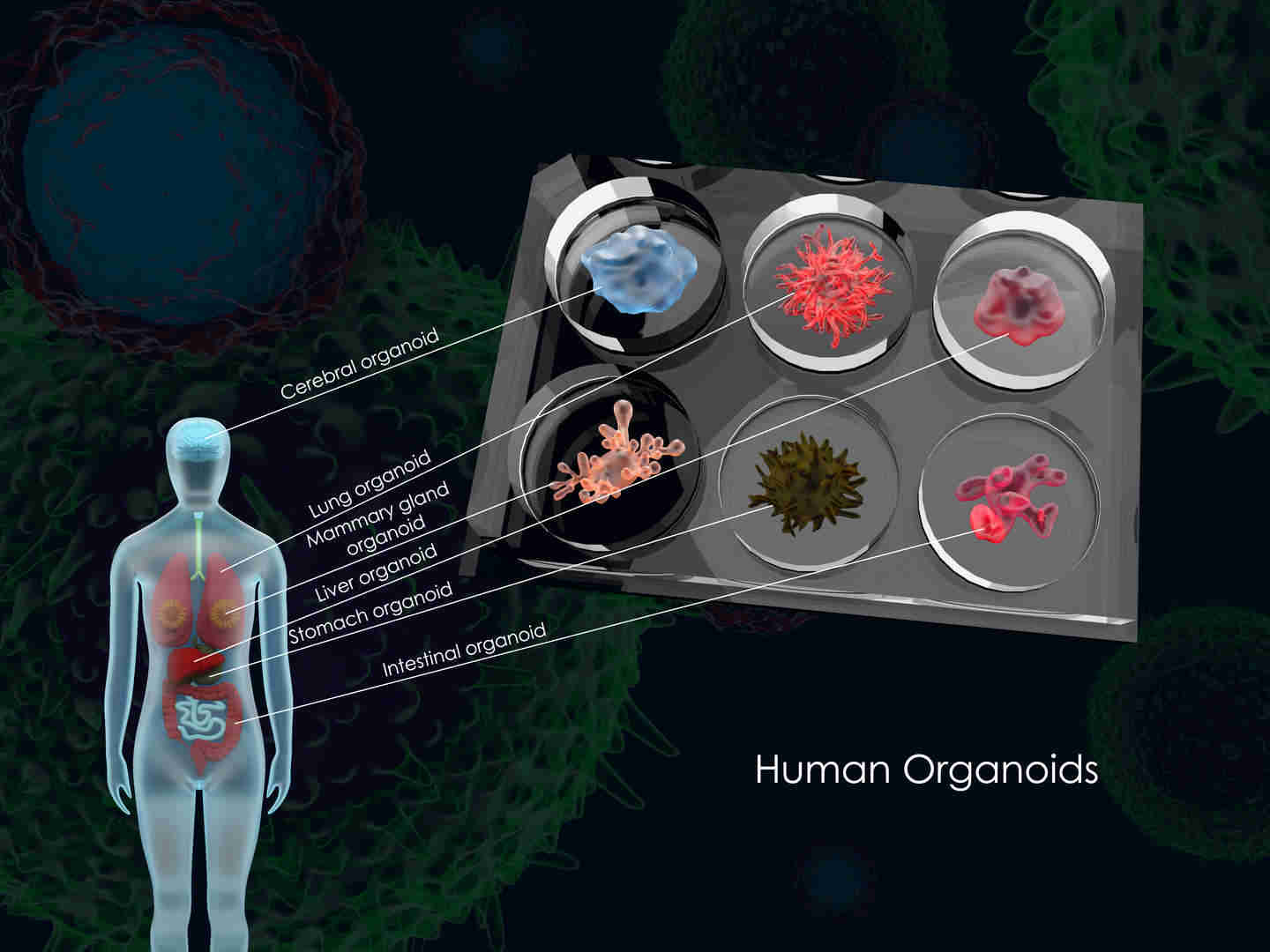 3D Organoid Drug Sensitivity Assays