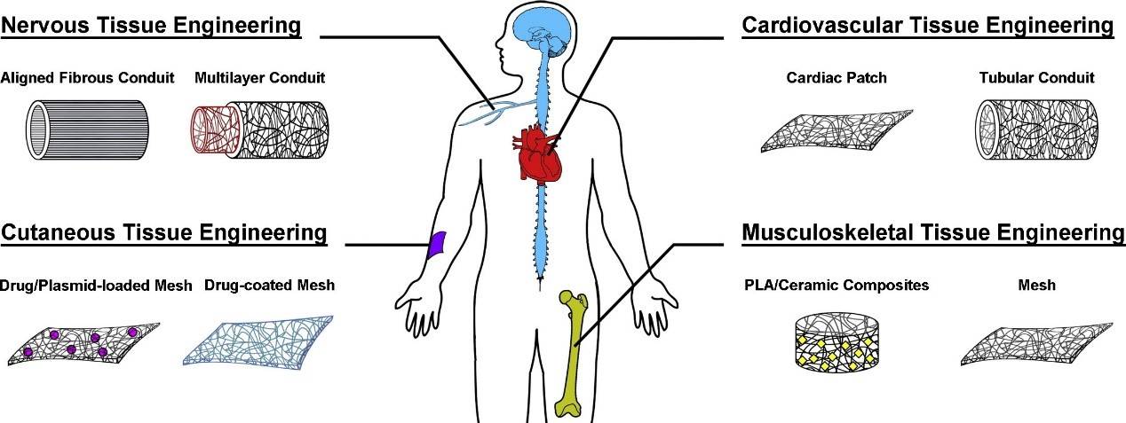 Advancements in Poly-L-Lactic Acid (PLLA) Scaffolds for Tissue Engineering