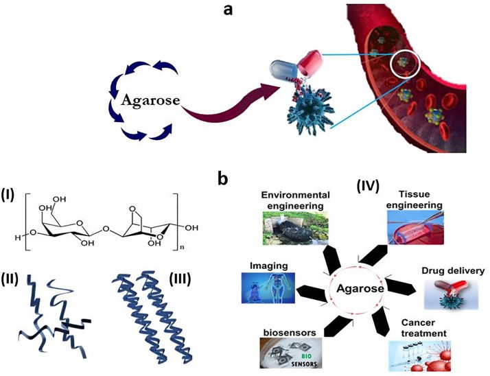 Application of Agarose-Based Biomaterials in Drug Delivery