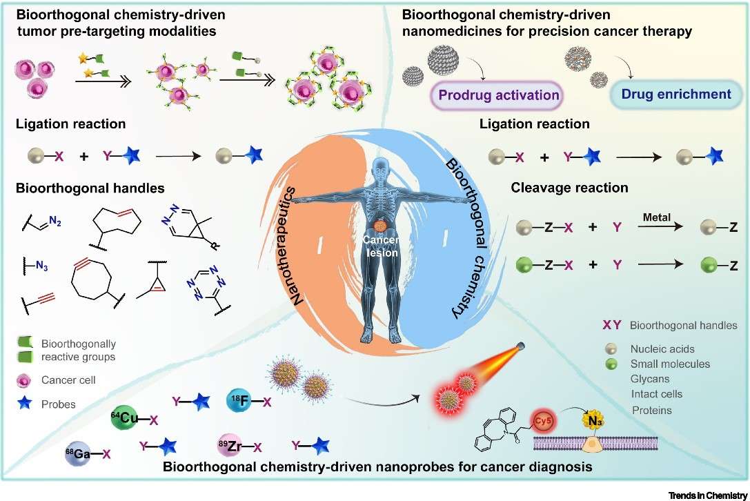 Bioorthogonal Reactions for Tumor-Targeted Nanocarriers