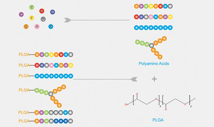 polyamino acids-plga