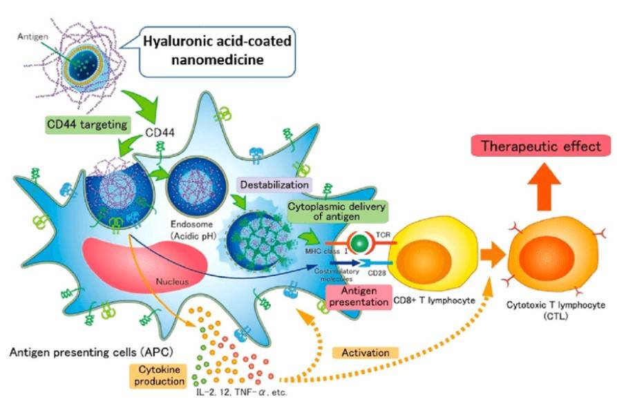 CD44-Targeted Nanoparticle Engineering with Hyaluronic Acid