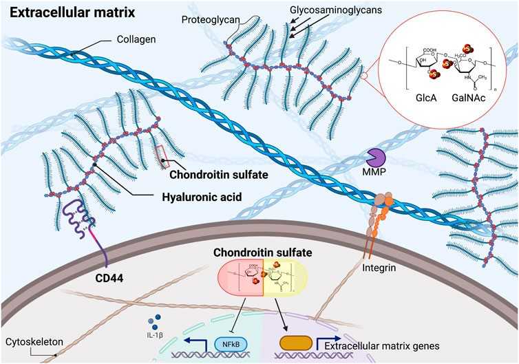 Chondroitin Sulfate in Cartilage: Its Role in Structure and Function Introduction