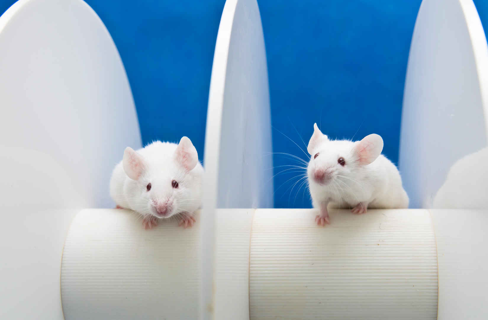 Comprehensive Animal Models Evaluation