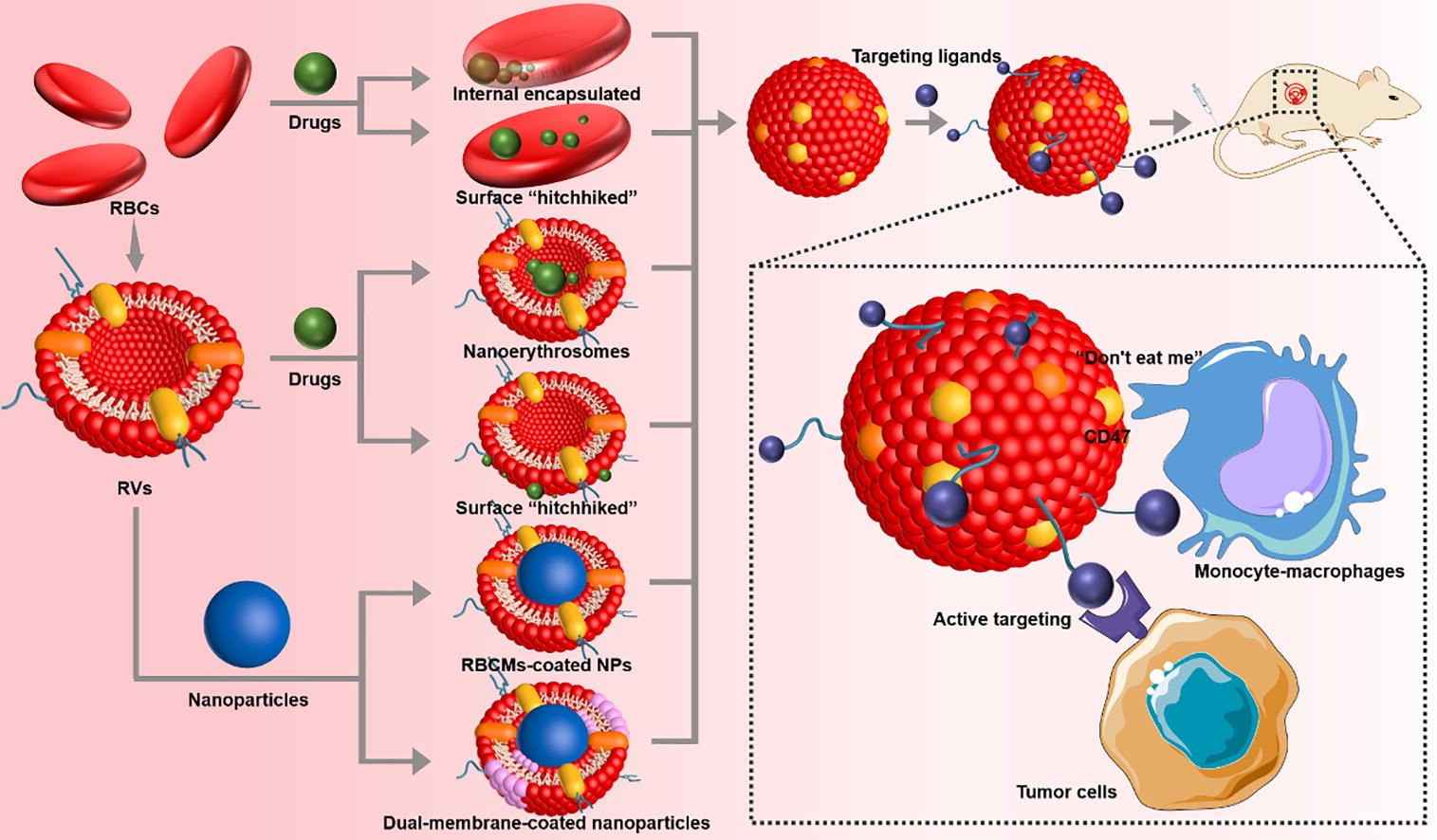 Construction of Biomimetic Erythrocyte Membrane Drug Carriers Based on Dextran