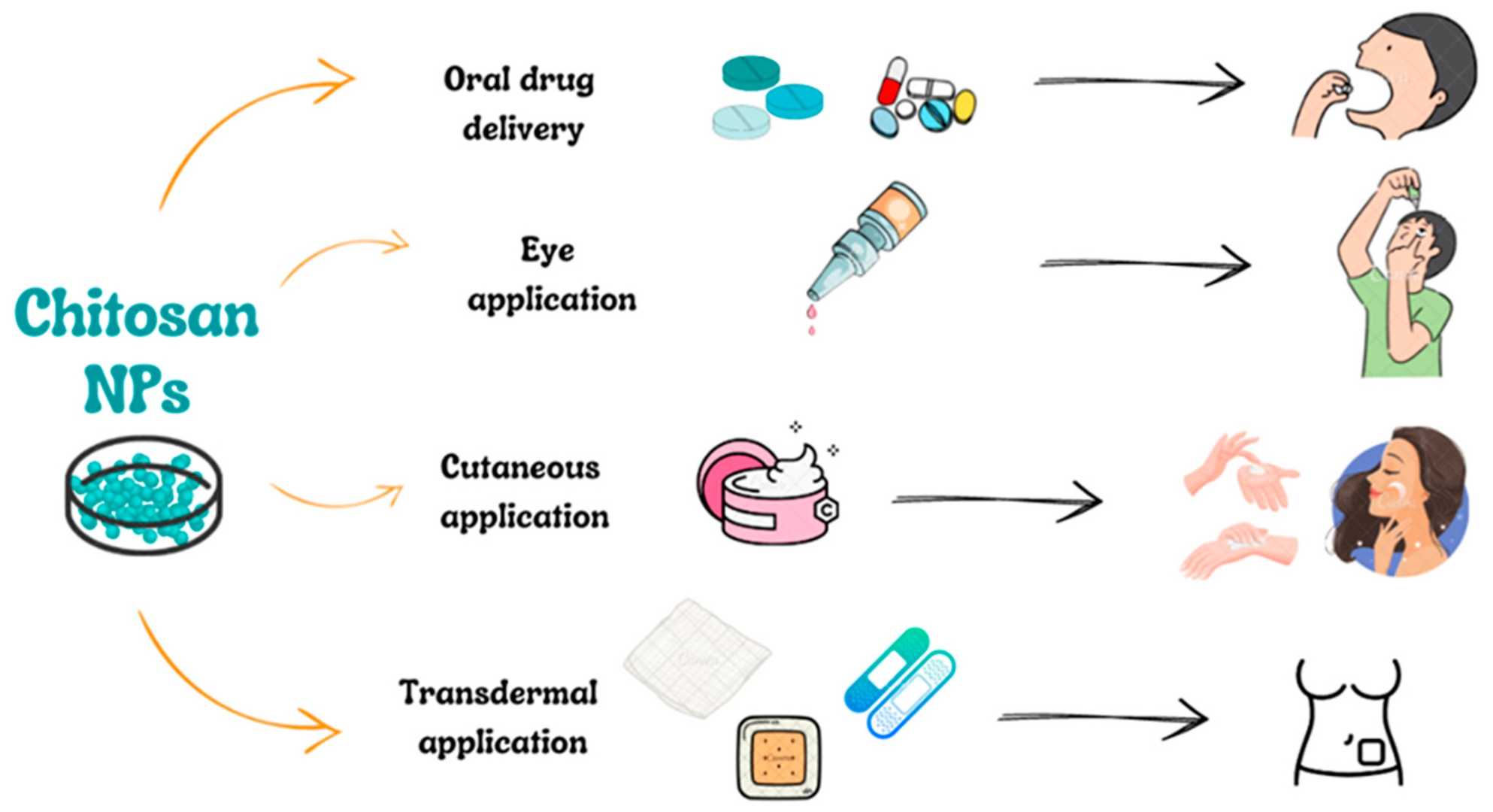 Core Advantages of Chitosan in Targeted Delivery and Sustained-Release Systems