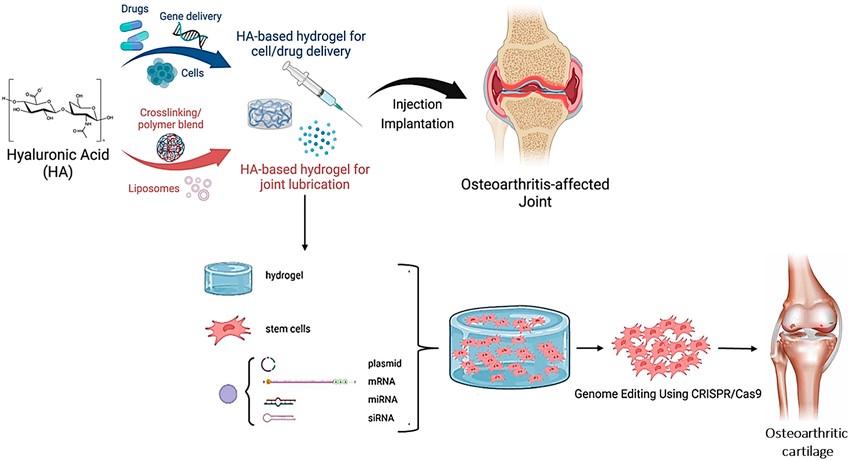CRISPR Delivery Breakthroughs Using Hyaluronic Acid to Penetrate Extracellular Barriers