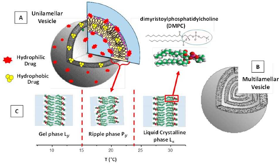 Design and Applications of Phospholipid Liposomes from Basic Research to Clinical Translation