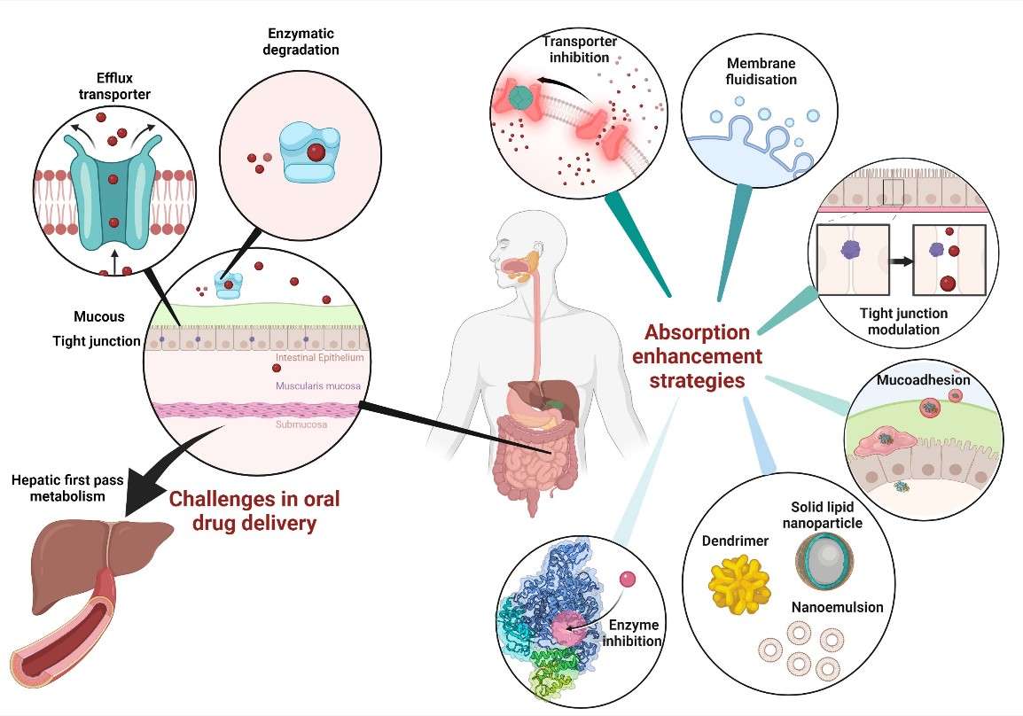 Dextran-Based Oral Nanoparticles to Enhance Intestinal Absorption Efficiency