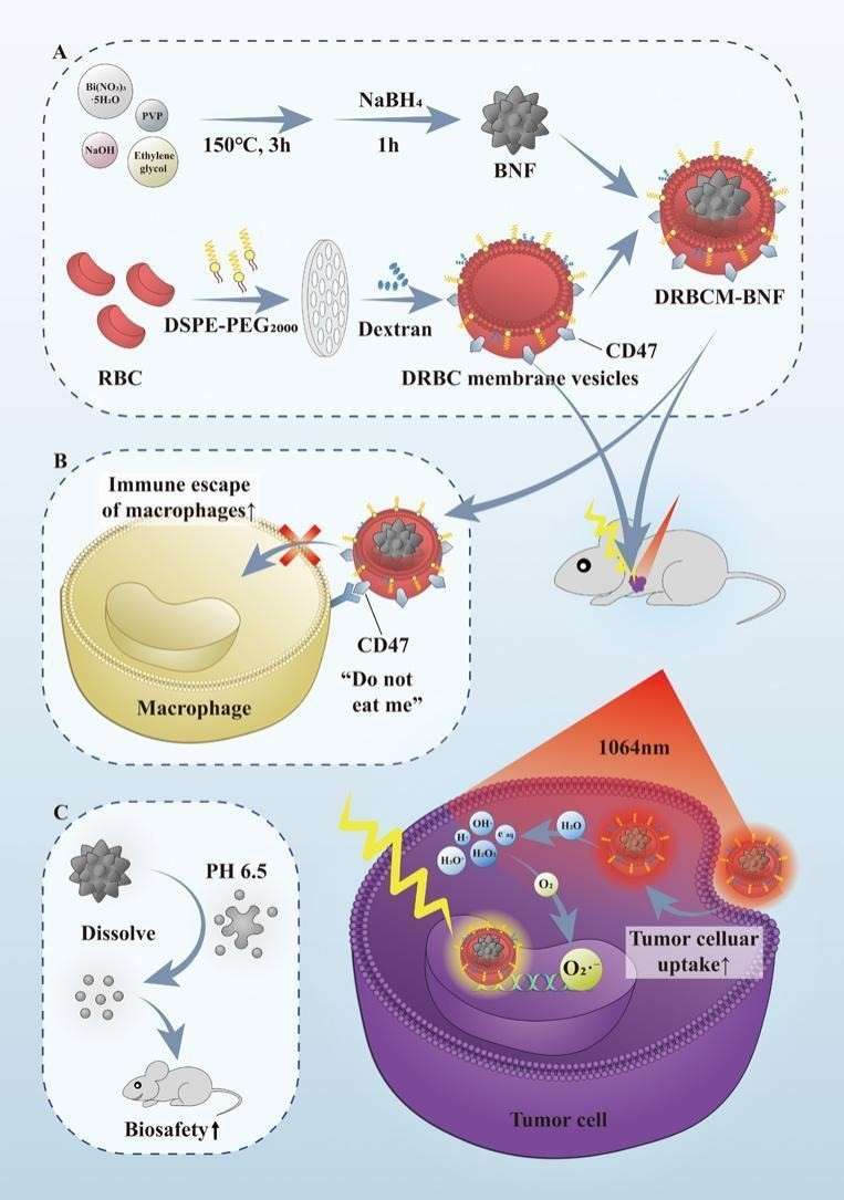 Dextran Surface Engineering Strategies to Enhance Immune Escape Ability