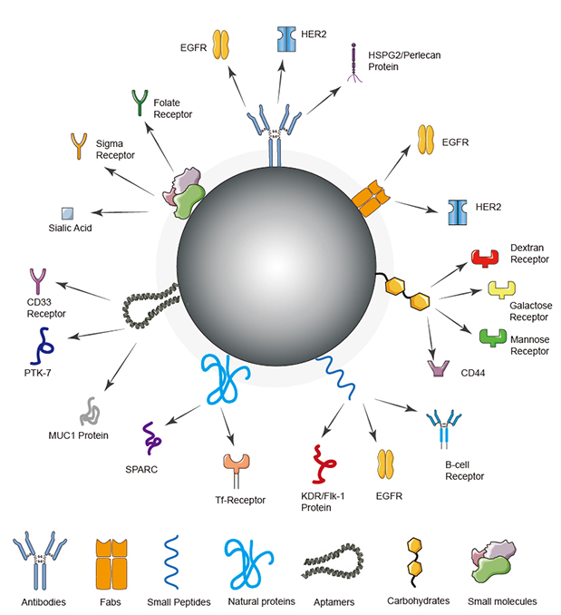 Strategies for targeted delivery of nanoparticles.