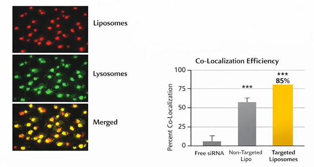Engineering Liposomes for Subcellular Organelle Targeting - CD Bioparticles