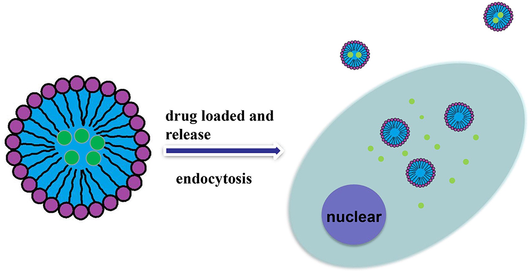Functional Molecular Modification Method of Dextran Drug Carrier