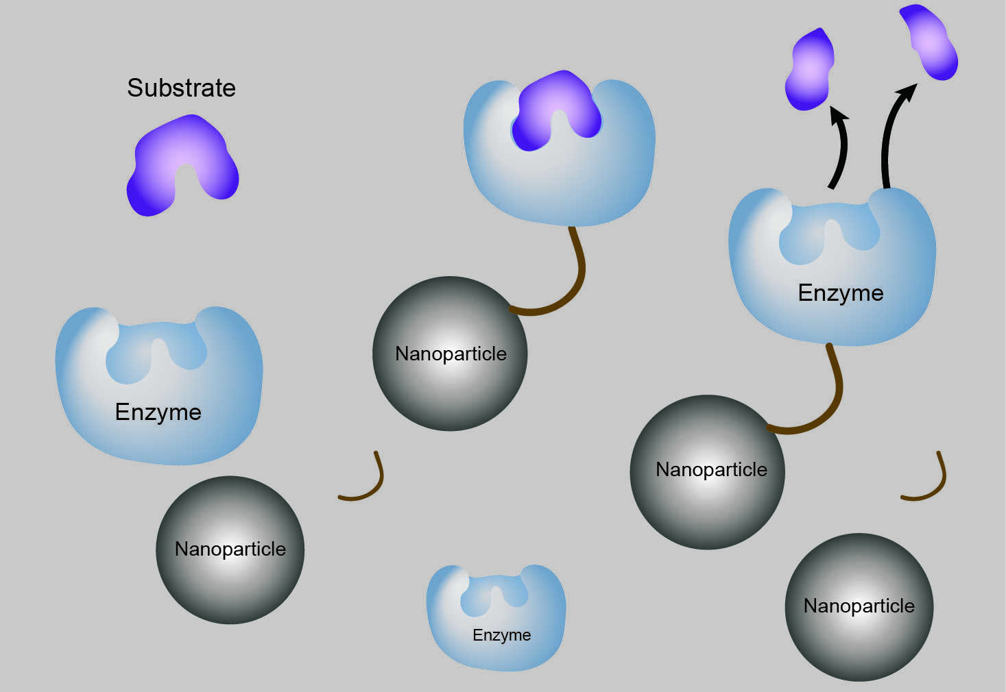 Functionalized Enzymes-Nanoparticle Conjugates