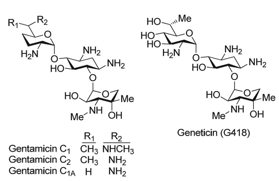 G418 Sulfate Usage Guide