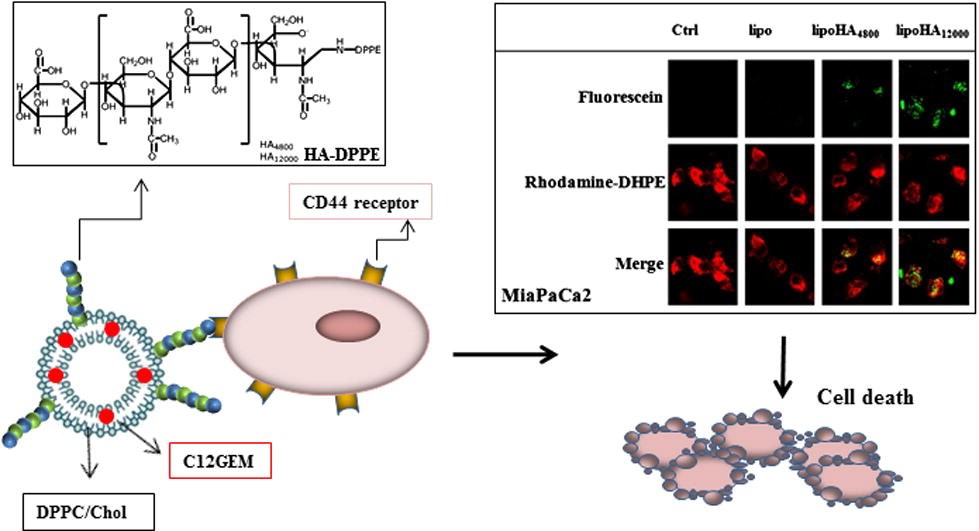 HA-Coated Liposomes Double Targeting in Aggressive Tumor Microenvironments