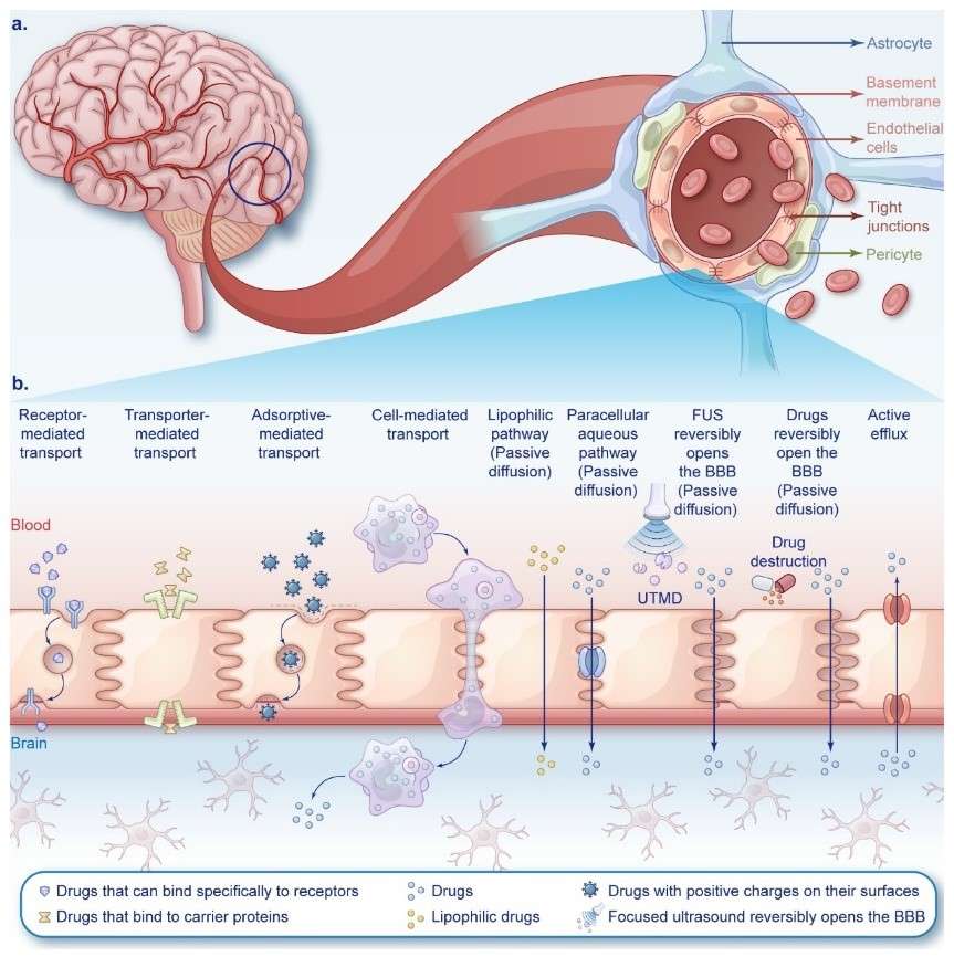 HA Polymersomes Outperform Traditional Carriers in Brain Metastasis Penetration Studies
