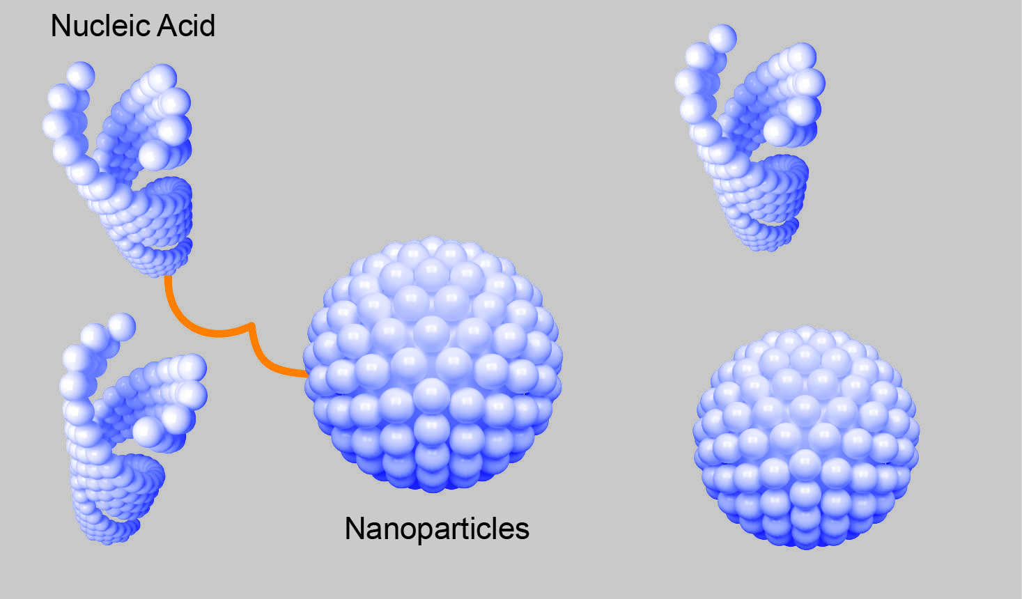 High-fidelity Nucleic Acid-Nanoparticle Conjugates