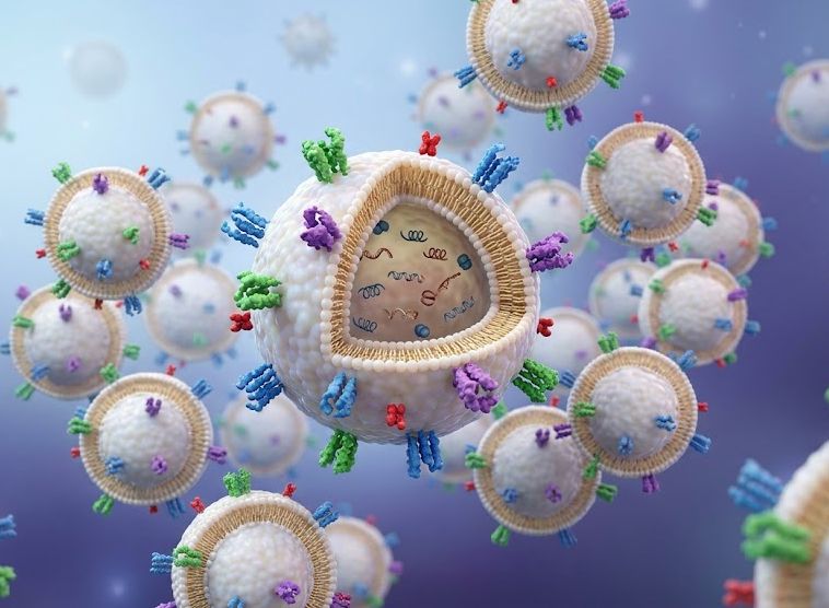 High-Purity Exosomes with Superior Penetration and Biocompatibility