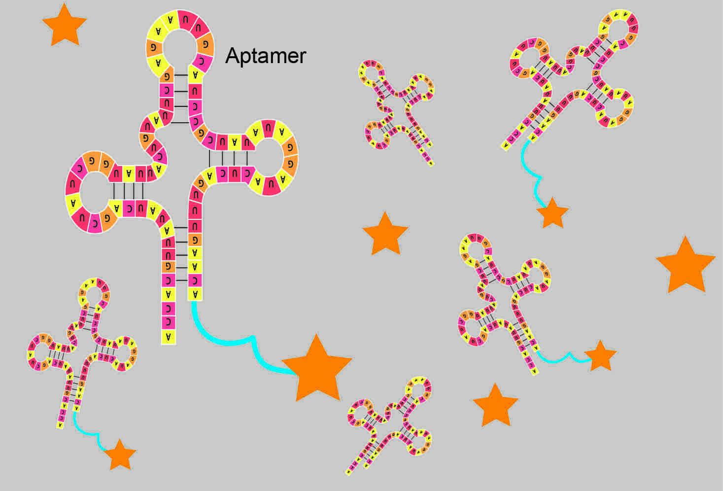 Highly Specific Aptamer-Fluorophore Conjugated System