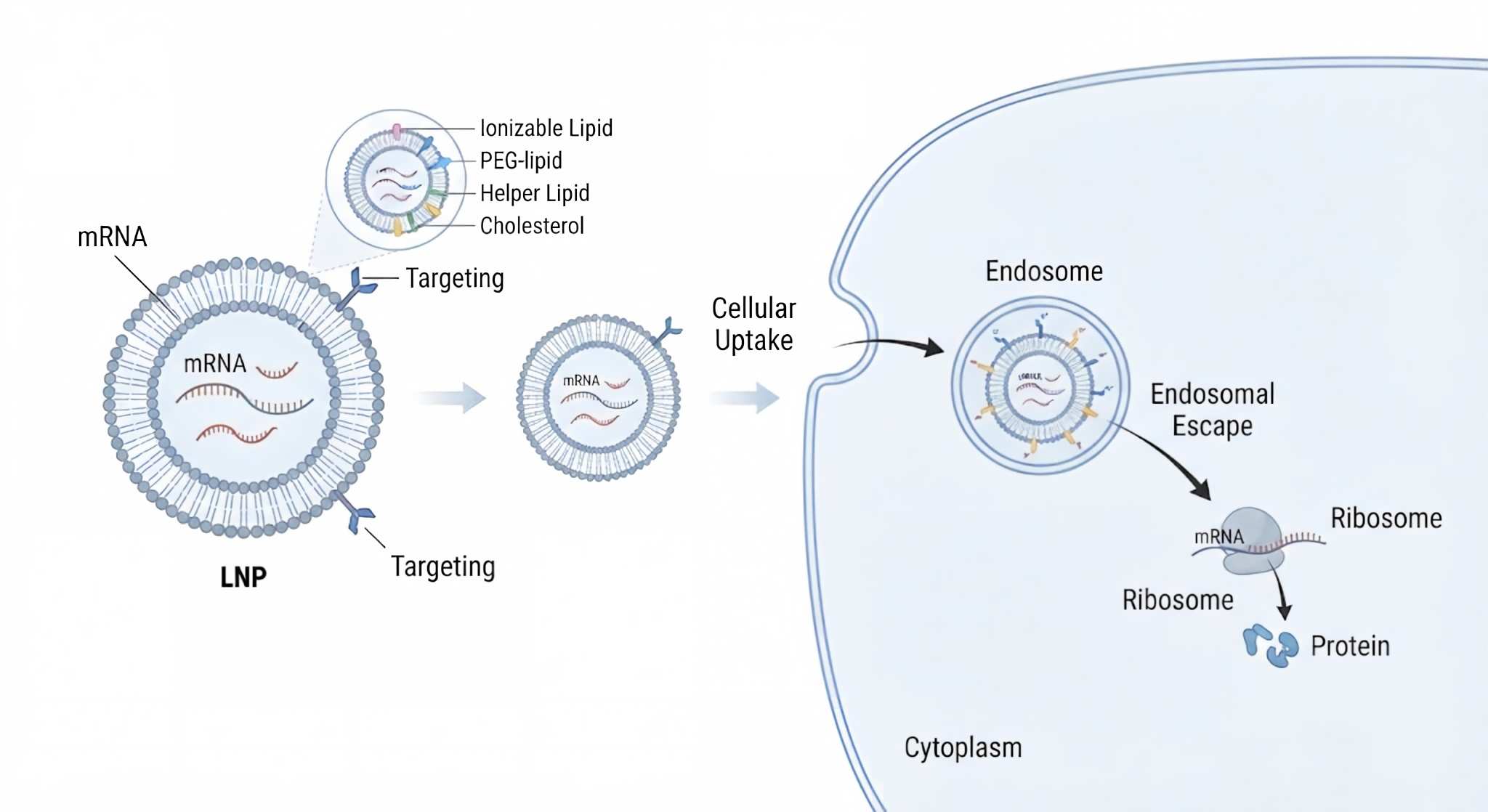 How Can Advanced Lipid Nanoparticles Overcome the Delivery Bottleneck of mRNA Vaccines?