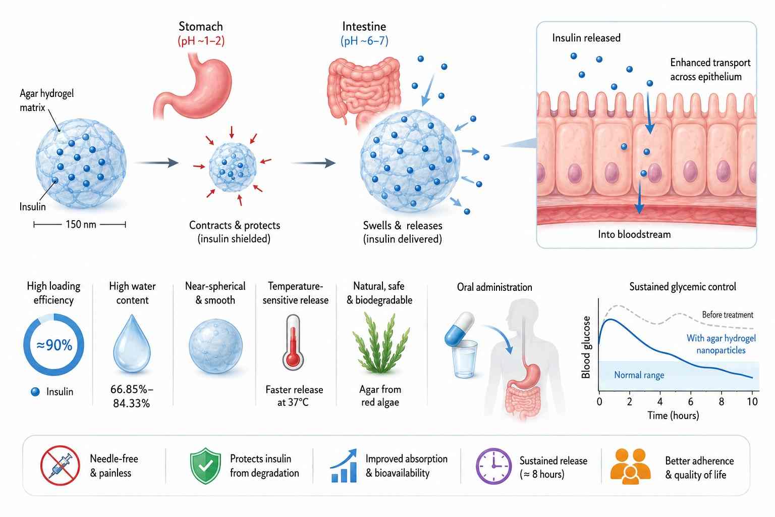 How Can Agar-Based Hydrogel Nanoparticles Revolutionize Oral Insulin Delivery?