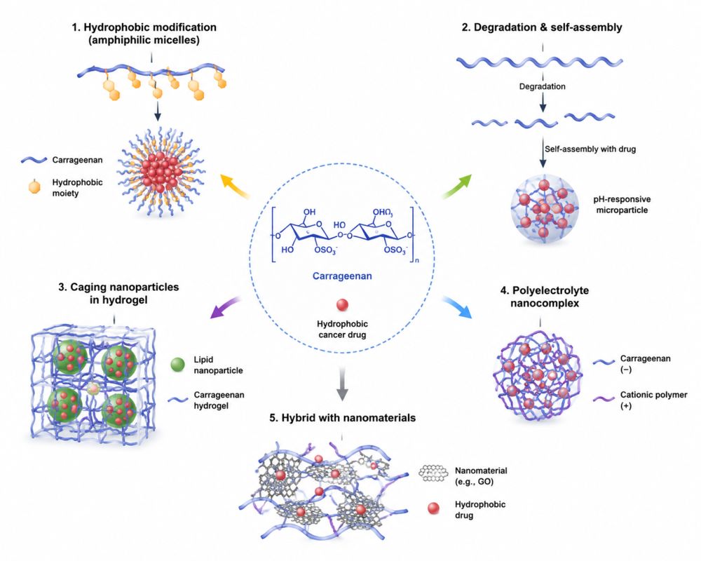 How Can We Force Hydrophilic Carrageenan to Carry Hydrophobic Cancer Drugs?