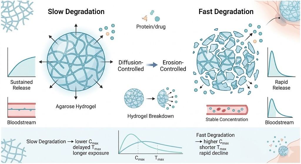 How does Agarose Degradation Rate Affect Long-Term Pharmacokinetics?