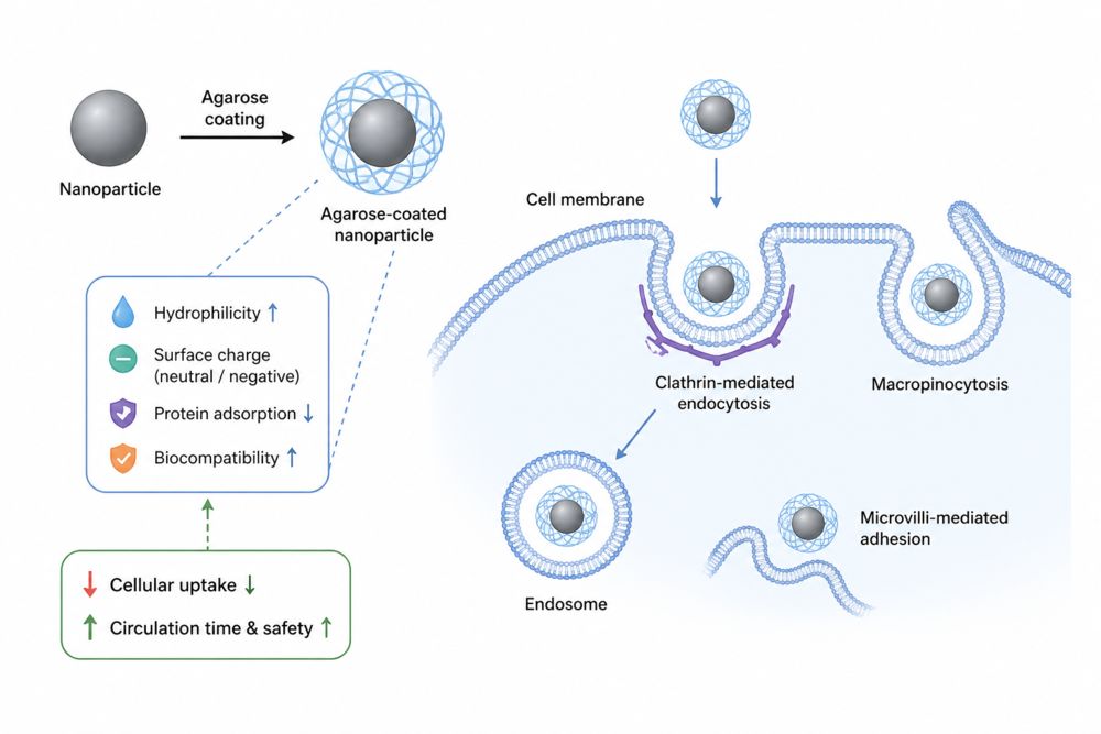 How does Agarose Surface Modification Influence Nanoparticle Cellular Uptake?
